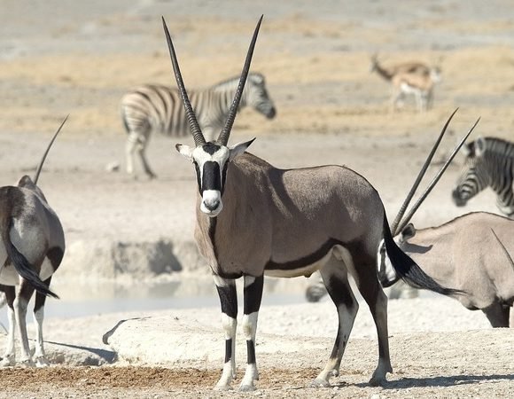 A Wildlife Lover’s Journey Through Namibia’s National Parks
